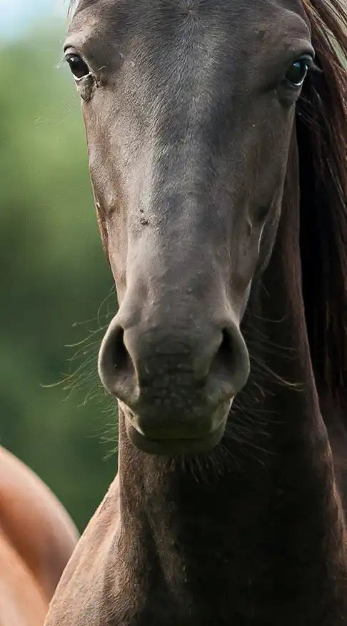 Young Horses Wall Art