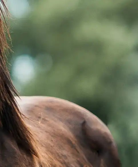 Young Horses Wall Art