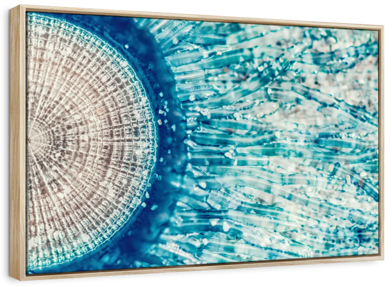 Jellyfish Details Wall Art
