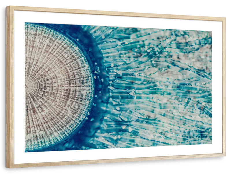 Jellyfish Details Wall Art