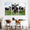 Holstein Cows Wall Art