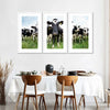 Holstein Cows Wall Art