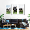 Holstein Cows Wall Art