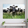 Holstein Cows Wall Art
