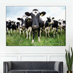 Holstein Cows Wall Art