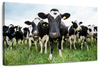 Holstein Cows Wall Art