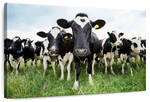Holstein Cows Wall Art