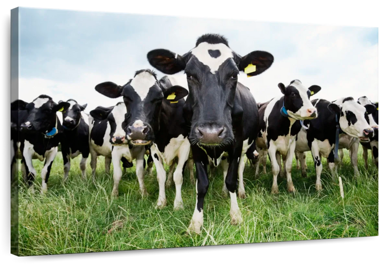 Holstein Cows Wall Art