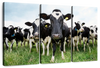 Holstein Cows Wall Art