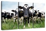 Holstein Cows Wall Art