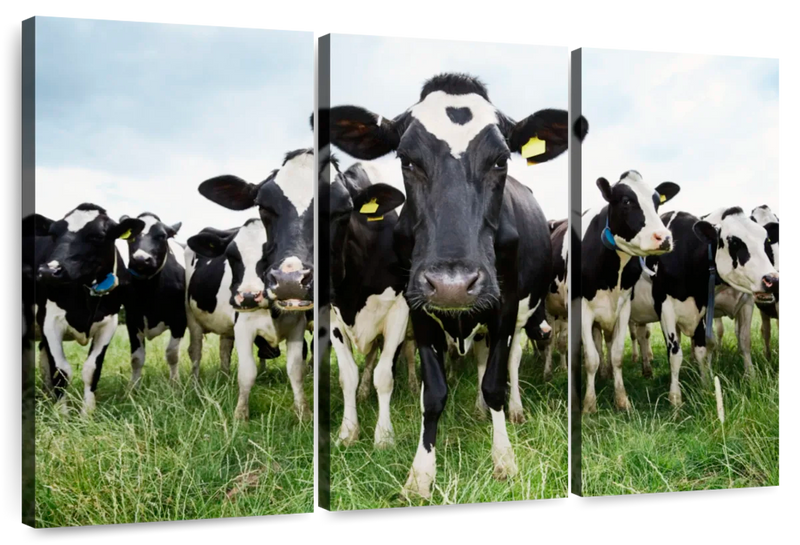 Holstein Cows Wall Art
