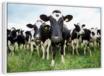 Holstein Cows Wall Art