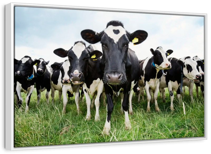 Holstein Cows Wall Art