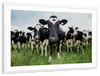 Holstein Cows Wall Art