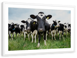 Holstein Cows Wall Art