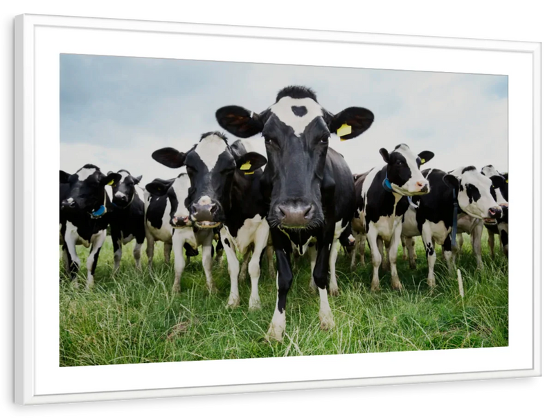 Holstein Cows Wall Art