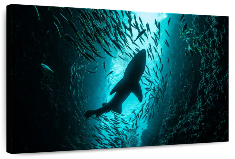 Shark Depth Wall Art
