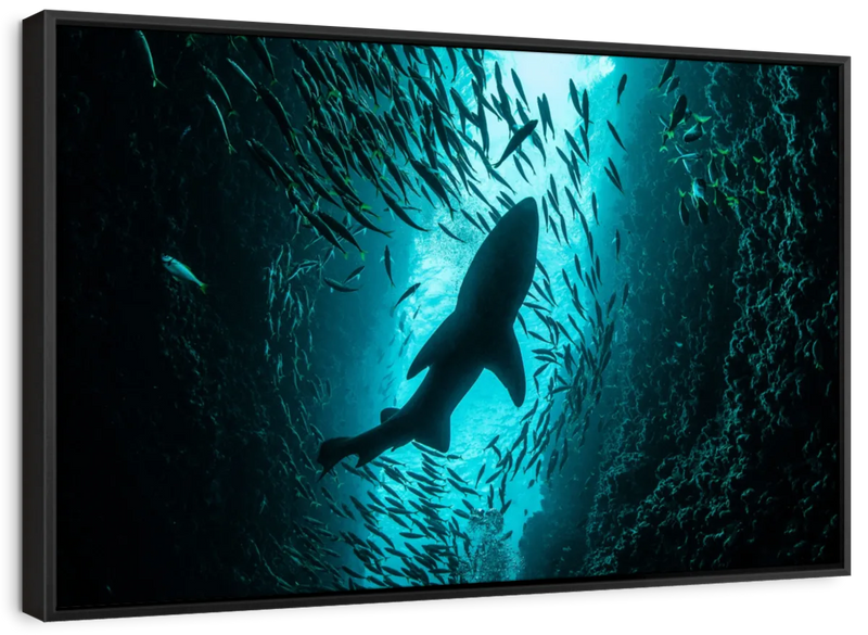 Shark Depth Wall Art