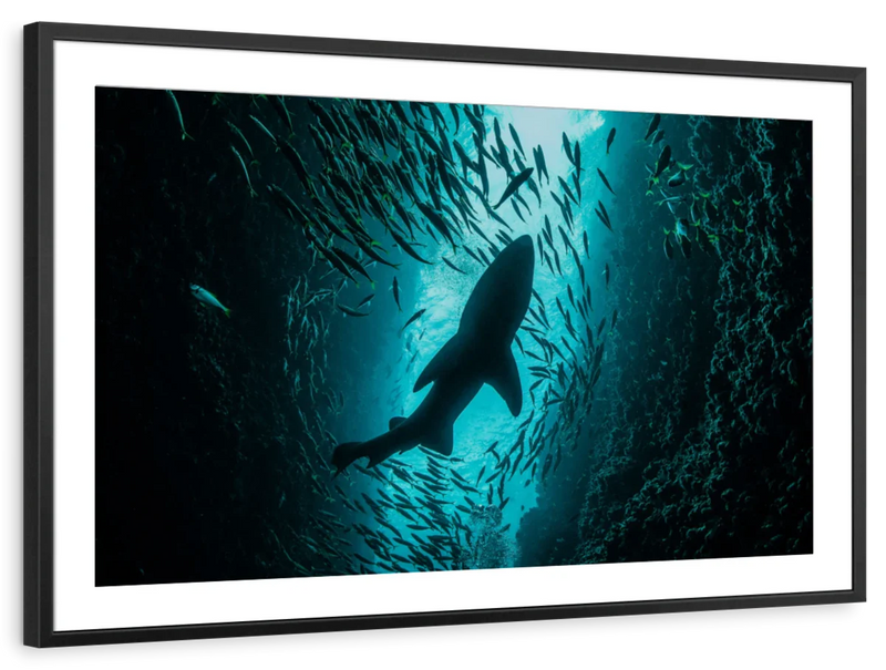Shark Depth Wall Art