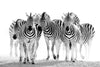 Zebras On The Move Wall Art