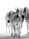 Zebras On The Move Wall Art