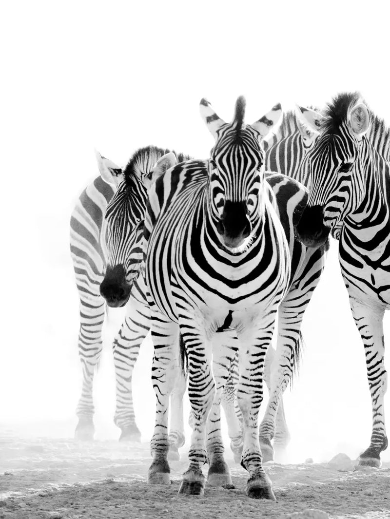 Zebras On The Move Wall Art