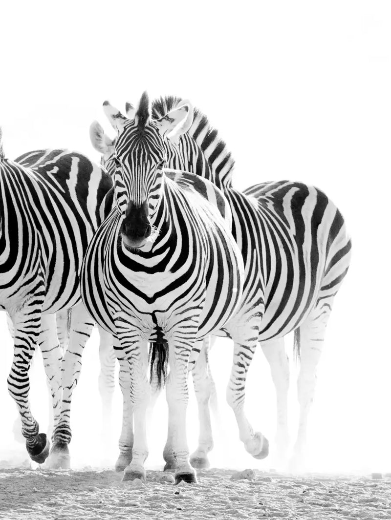 Zebras On The Move Wall Art
