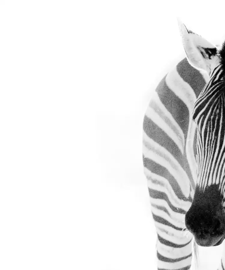 Zebras On The Move Wall Art