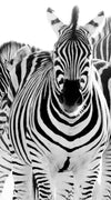 Zebras On The Move Wall Art