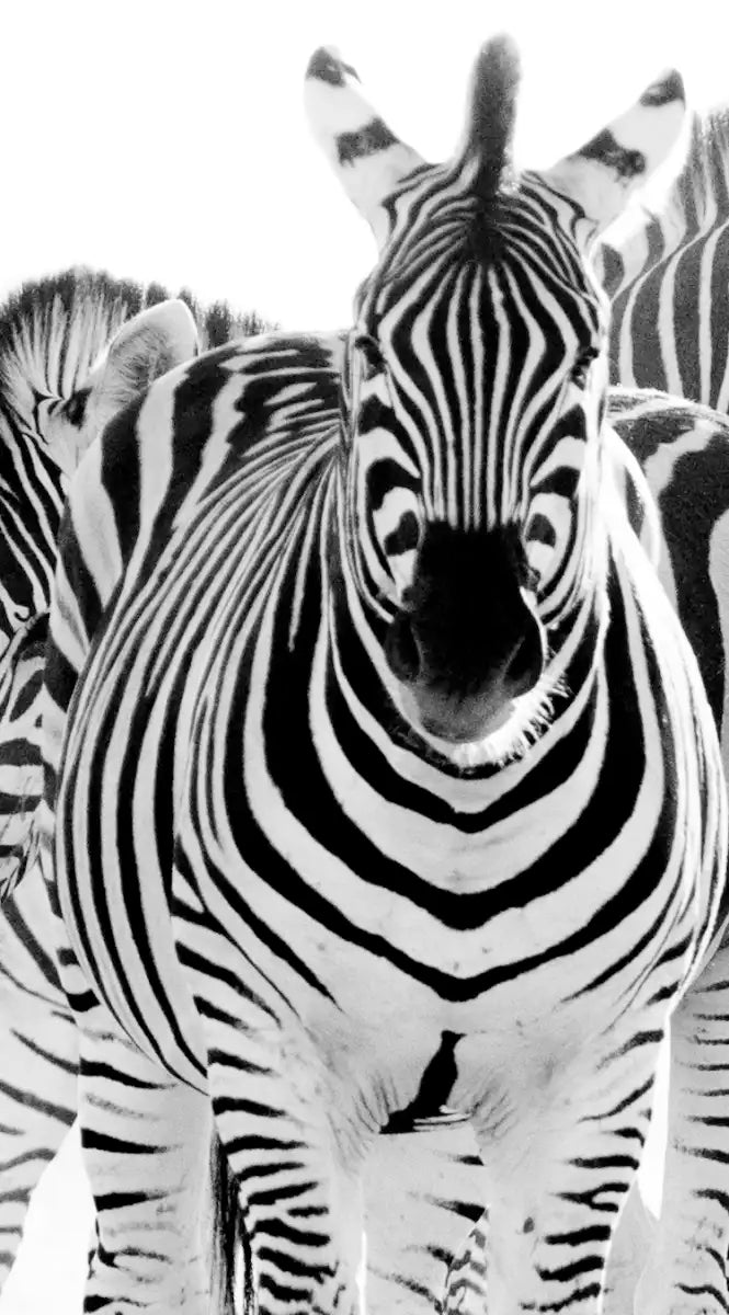 Zebras On The Move Wall Art