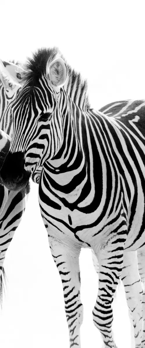 Zebras On The Move Wall Art