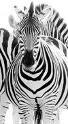 Zebras On The Move Wall Art