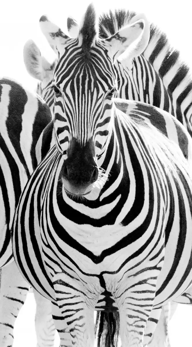 Zebras On The Move Wall Art