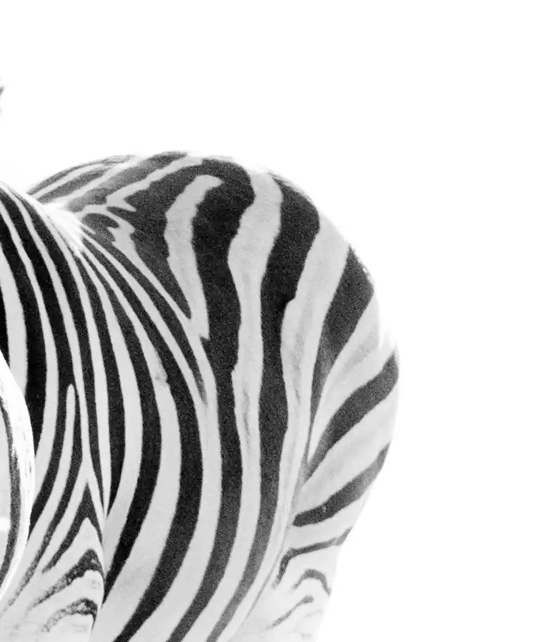 Zebras On The Move Wall Art