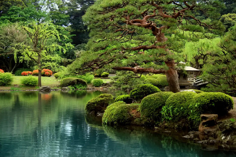 Zen Lakeside Bonsai Trees Wall Art