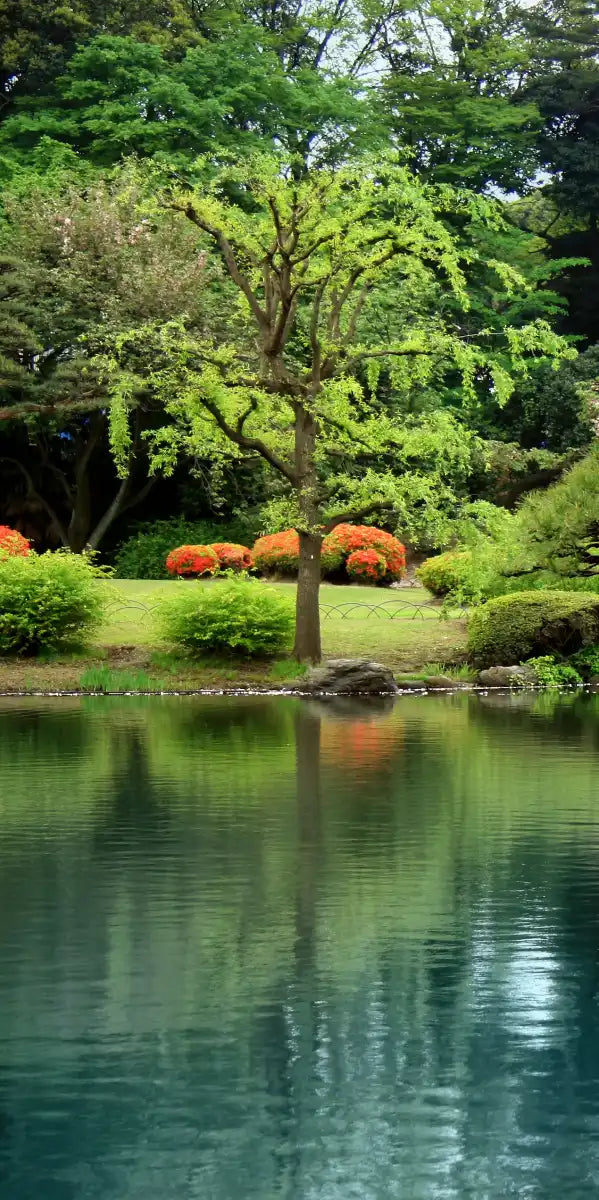 Zen Lakeside Bonsai Trees Wall Art