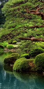 Zen Lakeside Bonsai Trees Wall Art