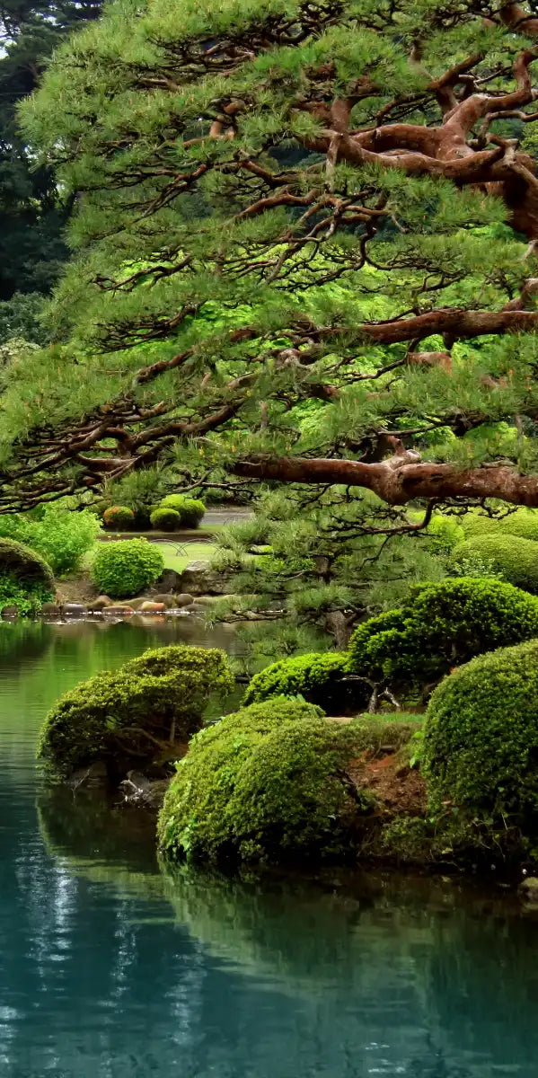 Zen Lakeside Bonsai Trees Wall Art