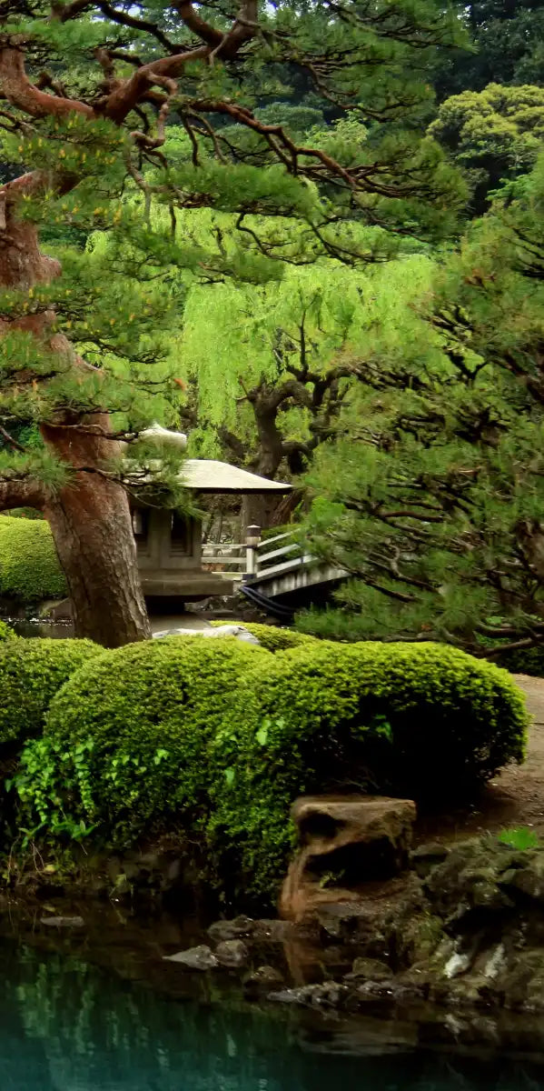 Zen Lakeside Bonsai Trees Wall Art