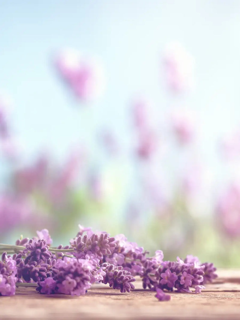Zen Lavender Wall Art