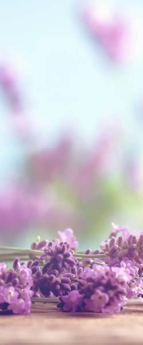 Zen Lavender Wall Art