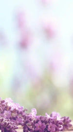 Zen Lavender Wall Art
