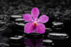 Zen Purple Orchid Wall Art