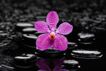 Zen Purple Orchid Wall Art