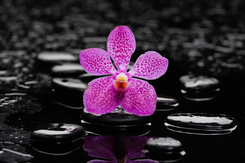 Zen Purple Orchid Wall Art