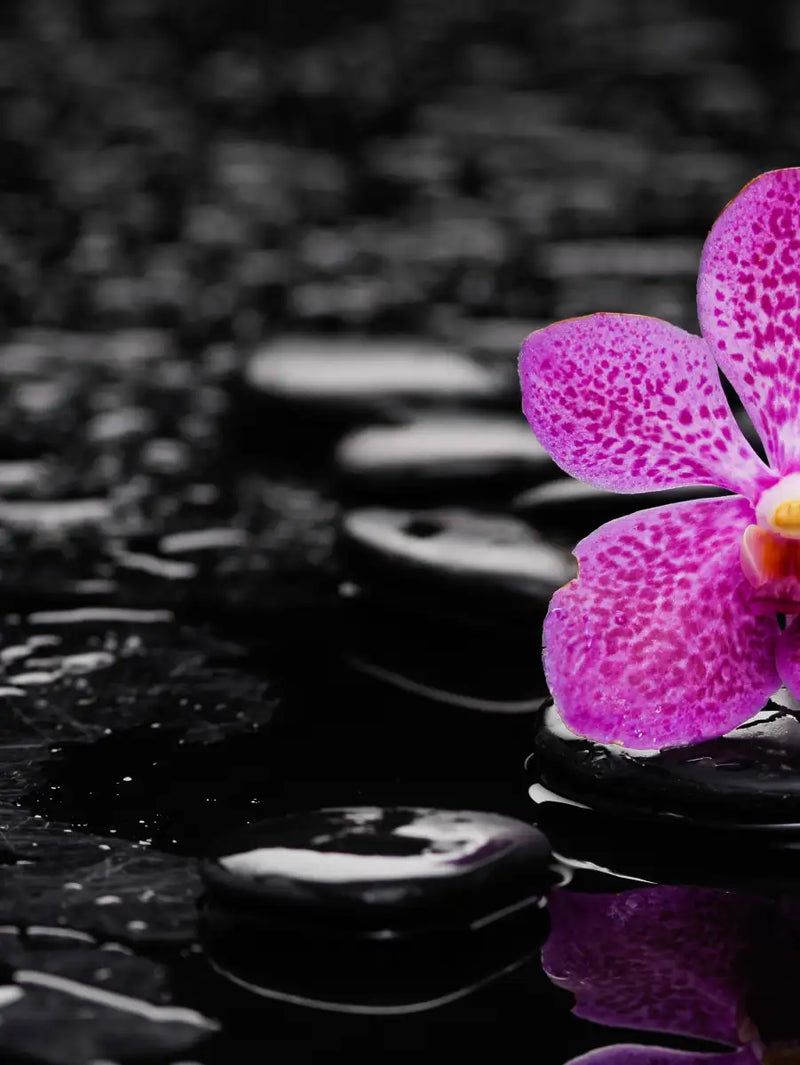 Zen Purple Orchid Wall Art