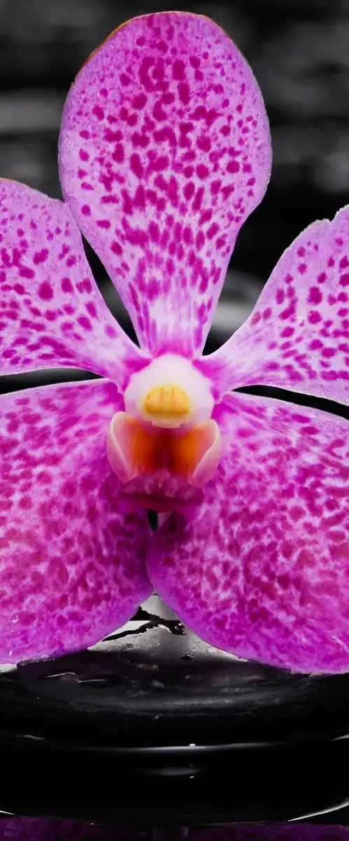 Zen Purple Orchid Wall Art