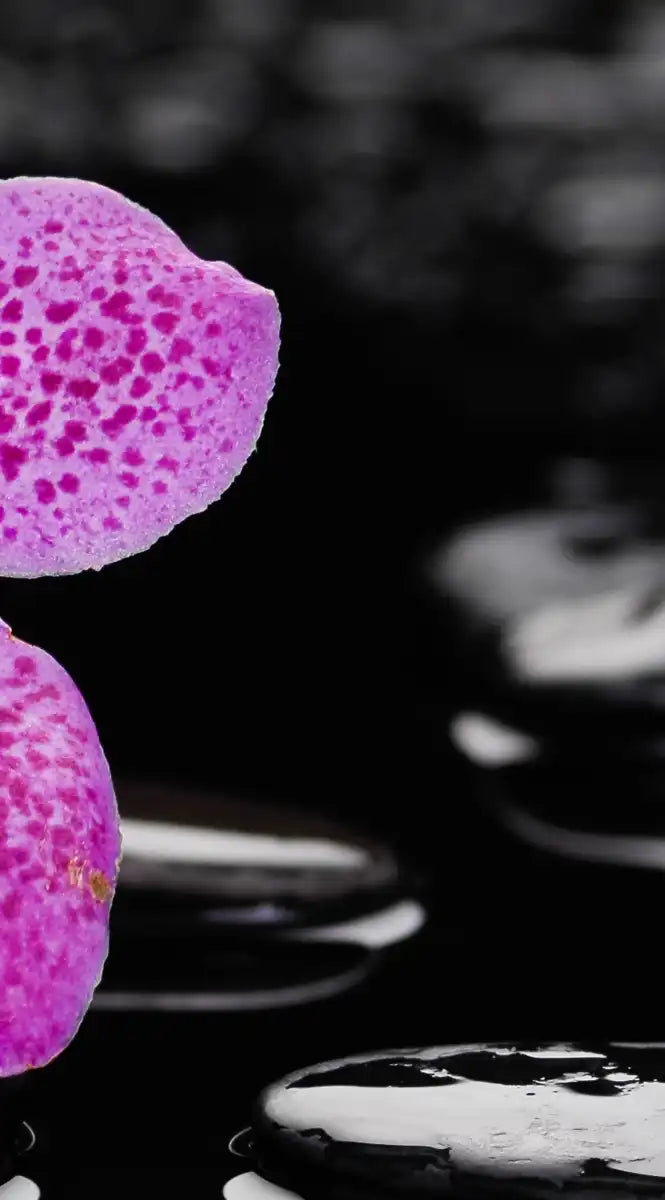 Zen Purple Orchid Wall Art