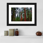 Vibrant Redwood Wall Art