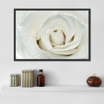 White Rose Close Up Wall Art